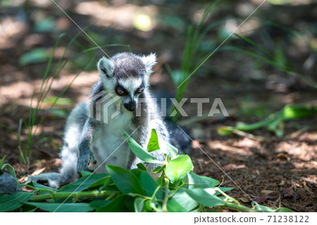 A funny ring-tailed lemur in its natural environment A funny ring-tailed lemur in its natural environment 71238122