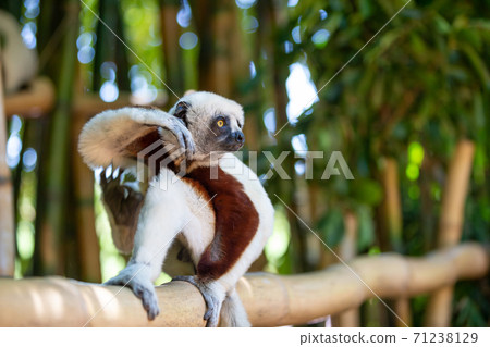 The Coquerel Sifaka in its natural environment in a national park on the island of Madagascar The Coquerel Sifaka in its natural environment in a national park on the island of Madagascar 71238129