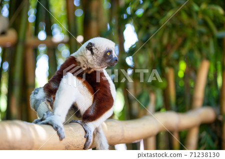 The Coquerel Sifaka in its natural environment in a national park on the island of Madagascar 71238130