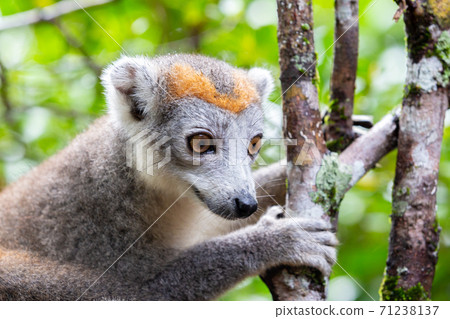 A crown lemur on a tree in the rainforest of Madagascar A crown lemur on a tree in the rainforest of Madagascar 71238137