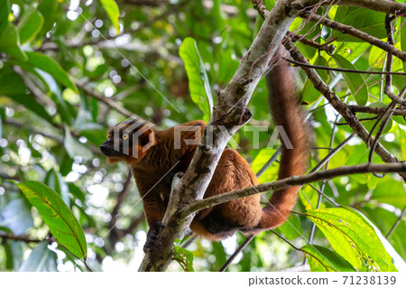 A red Vari sits in the branches of a tree A red Vari sits in the branches of a tree 71238139