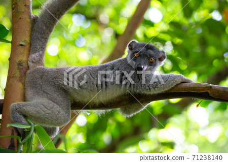 A brown maki has made itself comfortable on a branch A brown maki has made itself comfortable on a branch 71238140
