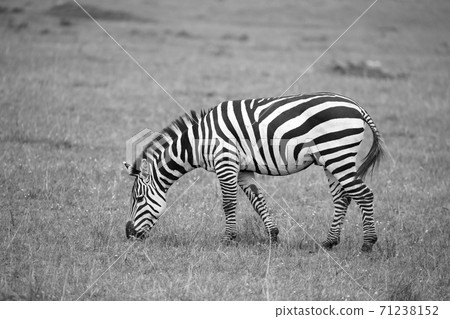 Zebras run and graze in the savannah Zebras run and graze in the savannah 71238152