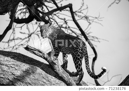 A leopard is walking up and down the tree on its branches 71238176