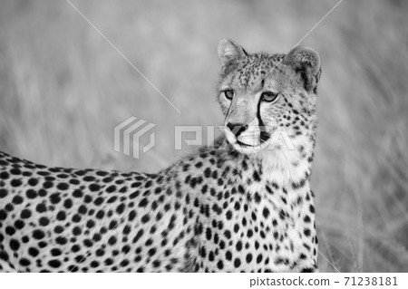 A portrait of a cheetah in the grass landscape A portrait of a cheetah in the grass landscape 71238181