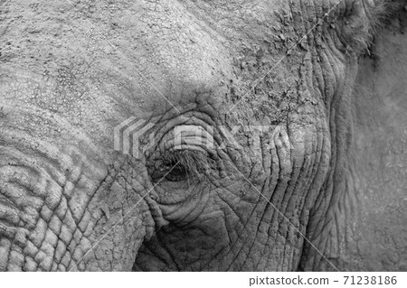 Close-up of the face of a big elephant 71238186