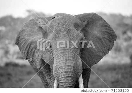 The face of a red elephant taken up close The face of a red elephant taken up close 71238190