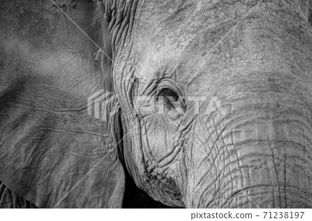 The face of a big red elephant The face of a big red elephant 71238197