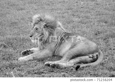 Big lion resting in the grass in the meadow 71238204