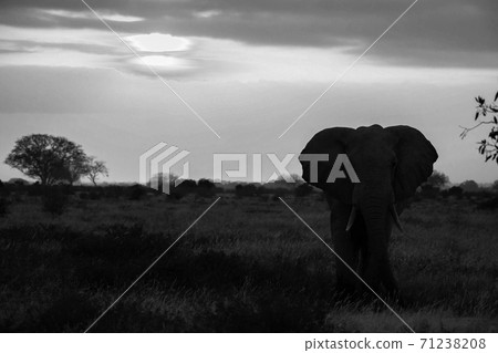 An elephant is standing in the savannah at sunset An elephant is standing in the savannah at sunset 71238208