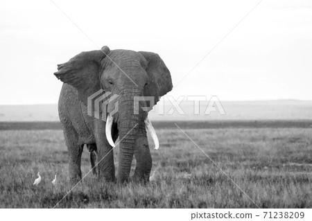 An elephant in the savannh of a national park An elephant in the savannh of a national park 71238209