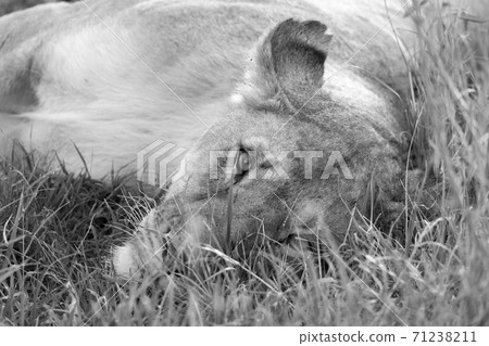 A closeup of a lioness trying to rest in the grass A closeup of a lioness trying to rest in the grass 71238211