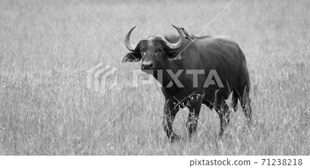 Big Buffalos are standing in the grass and grazing in the savannah of Kenya Big Buffalos are standing in the grass and grazing in the savannah of Kenya 71238218