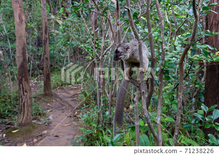A brown maki lemur bounces on the trees 71238226