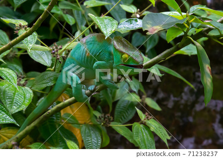 A chameleon moves along a branch in a rainforest in Madagascar A chameleon moves along a branch in a rainforest in Madagascar 71238237
