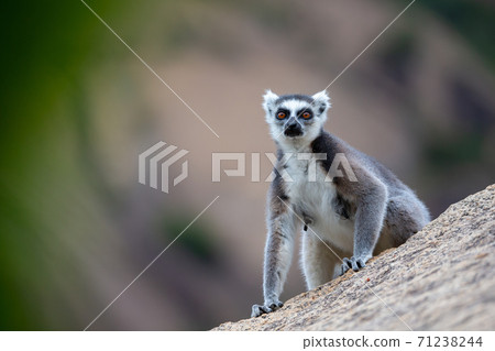 A ring-tailed lemur on a large stone rock A ring-tailed lemur on a large stone rock 71238244