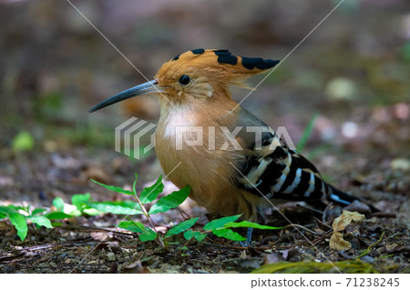 A woodpecker on the ground looking for something to eat A woodpecker on the ground looking for something to eat 71238245