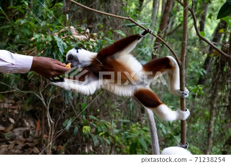 A Sifaka Lemur gets a banana from someone A Sifaka Lemur gets a banana from someone 71238254
