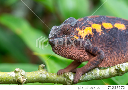 An earth-colored chameleon on a branch 71238272