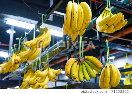 Fresh bananas in the vegetable section of the grocery store 71238335