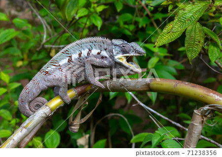 A chameleon moves along a branch in a rainforest in Madagascar 71238356