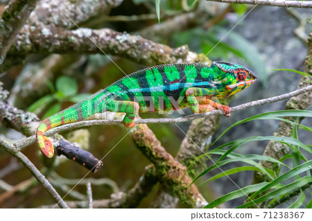 A chameleon moves along a branch in a rainforest in Madagascar 71238367