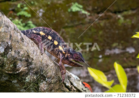A chameleon moves along a branch in a rainforest in Madagascar 71238372