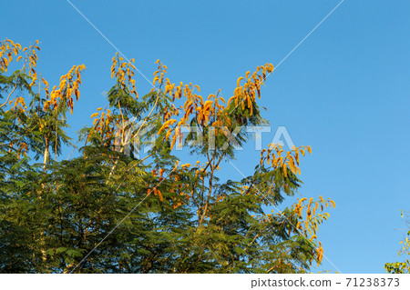 A tree with orange flowers and a blue sky in the background 71238373