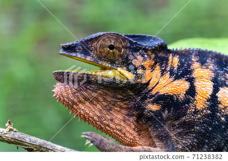 A chameleon in close-up in a national park on Madagascar 71238382