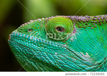 Close-up, macro shot of a green chameleon 71238383