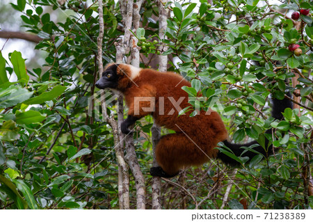 A red Vari Lemur sits on a branch of a tree A red Vari Lemur sits on a branch of a tree 71238389