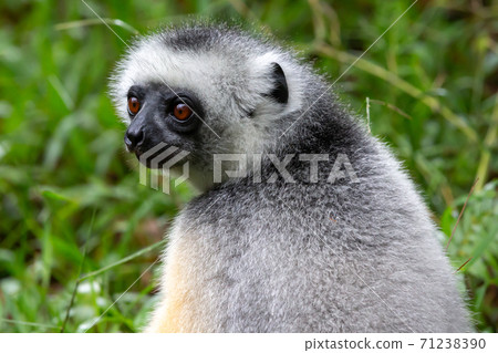 A Sifaka lemur sits in the grass and watches what happens in the area 71238390