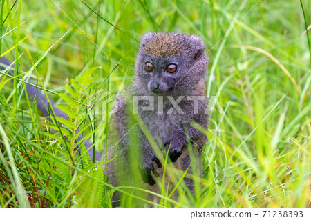 A bamboo lemur between the tall grass looks curious A bamboo lemur between the tall grass looks curious 71238393