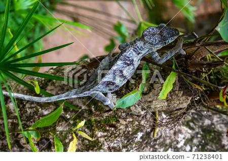 A chameleon moves along a branch in a rainforest in Madagascar 71238401