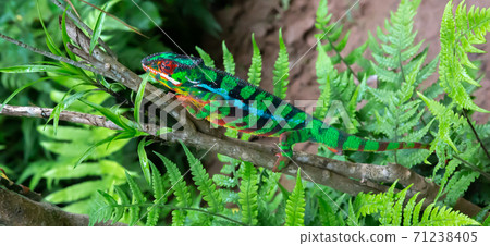 A chameleon moves along a branch in a rainforest in Madagascar A chameleon moves along a branch in a rainforest in Madagascar 71238405