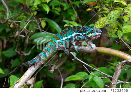 A chameleon moves along a branch in a rainforest in Madagascar A chameleon moves along a branch in a rainforest in Madagascar 71238406