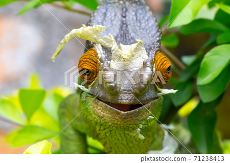 Colorful chameleon on a branch in a national park on the island of Madagascar 71238413
