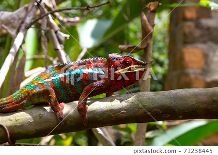 Colorful chameleon on a branch in a national park on the island of Madagascar 71238445