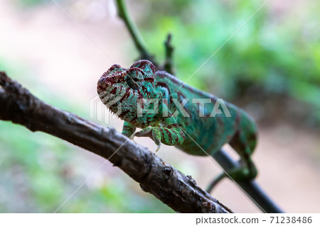 A chameleon moves along a branch in a rainforest in Madagascar A chameleon moves along a branch in a rainforest in Madagascar 71238486
