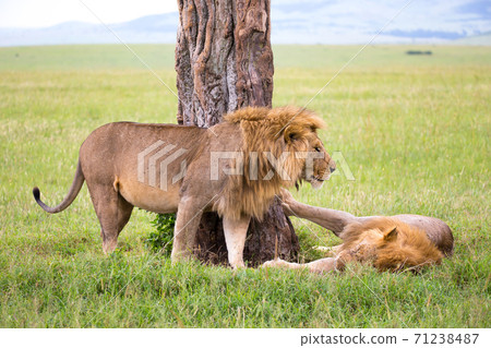 Two big lions show their emotions to each other in the savanna of Kenya Two big lions show their emotions to each other in the savanna of Kenya 71238487