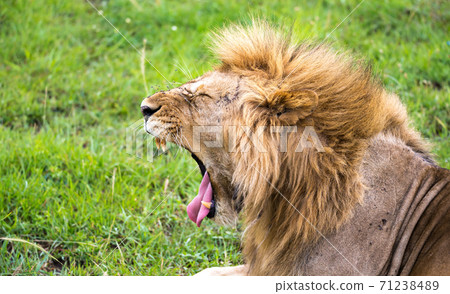 A lion in the close-up of the yawns 71238489