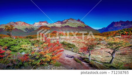 Panoramic view over magical colorful valley with austral forests, peatbogs, dead trees, glacial streams and high mountains in Tierra del Fuego National Park, Patagonia, Argentina 71238765