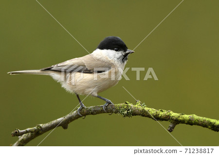 Willow Tit (Poecile montanus) 71238817