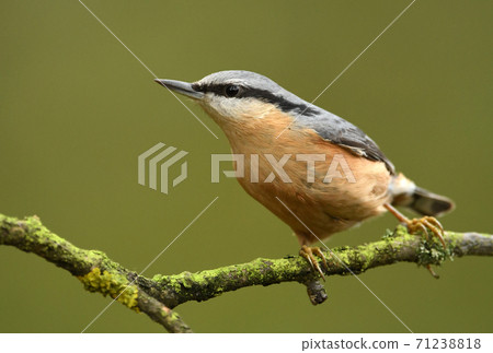 Nuthatch (Sitta europaea) 71238818