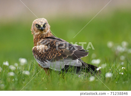 Marsh harrier (Circus aeruginosus) in spring scenery 71238846