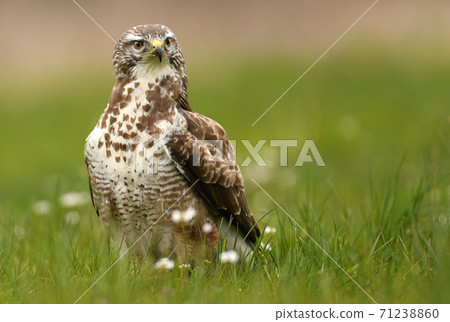 Common buzzard (Buteo buteo) 71238860