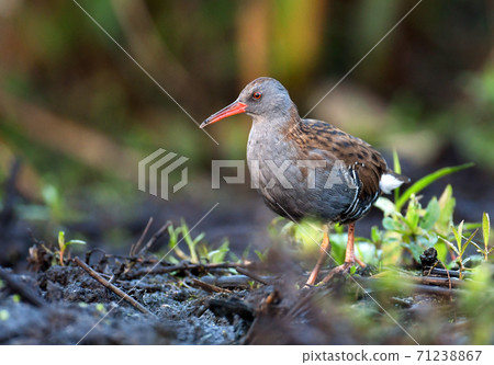 Water Rail - (Rallus aquaticus) 71238867