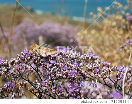 Macro butterfly sit on Limonium vulgare flowers Macro butterfly sit on Limonium vulgare flowers 71239314