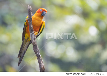 Sun Conure Parrots Beautiful Parrot on branch of tree Sun Conure Parrots Beautiful Parrot on branch of tree 71239332