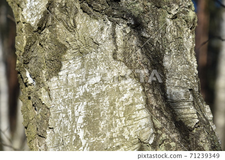 Natural background of the birch tree trunk bark. White wood texture 71239349